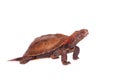 The Ryukyu leaf turtle on white Royalty Free Stock Photo