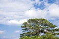 Ryukyu pine tree