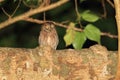 Ryukyu Scops Owl