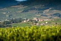 RÃÂ©gniÃÂ© Durette village and vineyards, Beaujolais, France