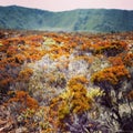 RÃÂ©union island volcano flowers