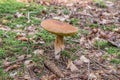 RÃÂ¶hrling mushroom in the Bavarian Forest, Germany Royalty Free Stock Photo