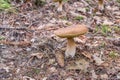 RÃÂ¶hrling mushroom in the Bavarian Forest, Germany
