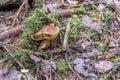 RÃÂ¶hrling mushroom in the Bavarian Forest, Germany