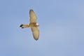 Falco naumanni, Lesser Kestrel Royalty Free Stock Photo