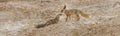 The rÃÂ¼ppell`s fox, Vulpes rueppellii, in the Egyptian White Desert National Park