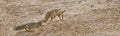 The rÃÂ¼ppell`s fox, Vulpes rueppellii, in the Egyptian White Desert National Park