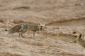 The rÃÂ¼ppell`s fox, Vulpes rueppellii, in the Egyptian White Desert National Park