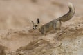 The rÃÂ¼ppell`s fox, Vulpes rueppellii, in the Egyptian White Desert National Park