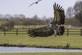 RÃÂ¼ppell`s griffon vulture coming in to land Royalty Free Stock Photo