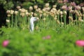 Ruppell griffon vulture Royalty Free Stock Photo