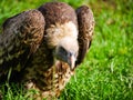 RÃÂ¼ppell`s griffon vulture Gyps rueppelli takes his head down in the gras in Serengeti Nationalpark Royalty Free Stock Photo