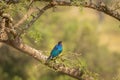 RÃÂ¼ppell`s starling, also known as Rueppell`s glossy-starling or Rueppell`s long-tailed starling. Royalty Free Stock Photo