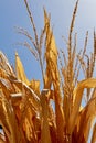 Dried corn stalks and leaves Royalty Free Stock Photo