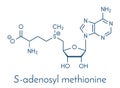 S-adenosyl methionine SAM molecule. Essential in several metabolic pathways. Often found in dietary supplements. Skeletal.