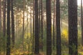 An autumn, misty morning in a tall pine forest. Royalty Free Stock Photo