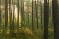 An autumn, misty morning in a tall pine forest. Royalty Free Stock Photo