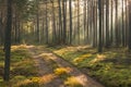 An autumn, misty morning in a tall pine forest. Royalty Free Stock Photo