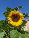 Sunflower subtlety Royalty Free Stock Photo