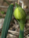 A Bright Yellow Daffodil Bud Getting Ready to Burst Open and Bloom