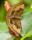 Butterfly on the Flower Royalty Free Stock Photo