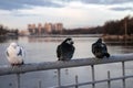 Its Cold.Three pigeons sit on the fence of the bridge.