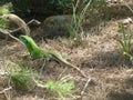 Beautiful Lizard in pine forest general-view