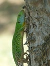 Beautiful Lizard in pine forest side-view