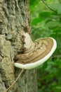 Mushroom Fomes Fomentarius growing on a tree
