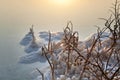 Dead Sea - Withered Bush at Dawn Royalty Free Stock Photo