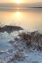 Dead Sea - Withered Bush at Dawn Royalty Free Stock Photo