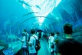 S.E.A. Aquarium, Singapore Royalty Free Stock Photo