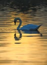 Beautiful swan curve in morning sunrise of Kinsington park