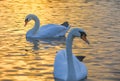 Beautiful swans in morning sunrise of Kinsington park