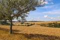 That`s the end of the summer Harvested wheat field