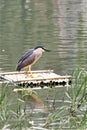 It\'s full after a whole body of red fish swallowed, night heron looks happy.