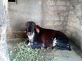 It`s a good indian gir cow