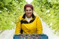 Female Worker in strawberry Greenhouse