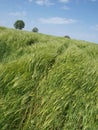 Waves of green grass