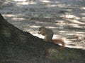 It`s Happy Time with a Saltine Cracker for this Squirrel.