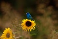 Indigo Bunting on a sunflower North Carolina