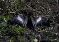 Black Anhinga drying in the sun Royalty Free Stock Photo