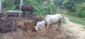 It`s heart warming to see a mother so proud and so attentive with a newborn in madhubani bihar india