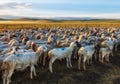 A Flock of Sheep in the Grassland Royalty Free Stock Photo