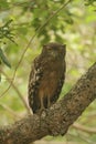 It`s hunting at night,Brown Fish Owl in wipttu n park.a large brown owlwith stubby ear tufts and Yellow Eyes.