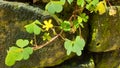 Generic plant on a moldy brick