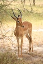 Impala Antelope in Tanzania, Africa