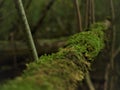 A moss on a cross tree