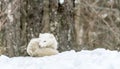 It`s nap time for this Arctic fox in seasonal moulting