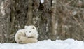 It`s nap time for this Arctic fox in seasonal moulting Royalty Free Stock Photo